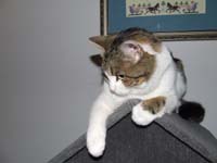 Lily on top of her house
