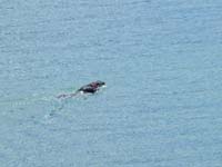 Surprise ... a dog in Loch Ness 