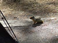 Gopher